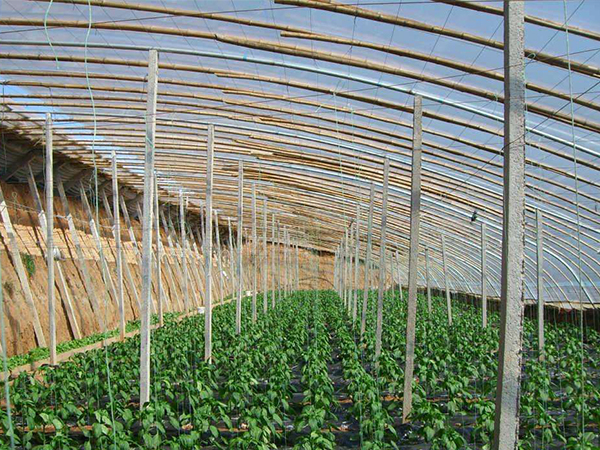 工業(yè)暖風(fēng)機在溫室大棚的應(yīng)用